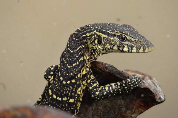 FB_IMG_1458447947793~1