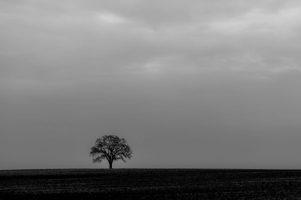 bare-tree-772988